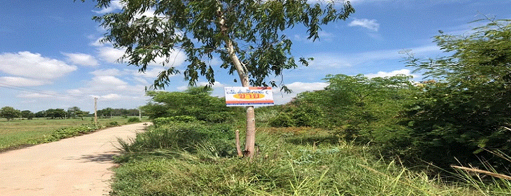 ที่ดินหลุดจำนอง ธ.ธนาคารกรุงเทพ หนองหลุม วชิรบารมี พิจิตร